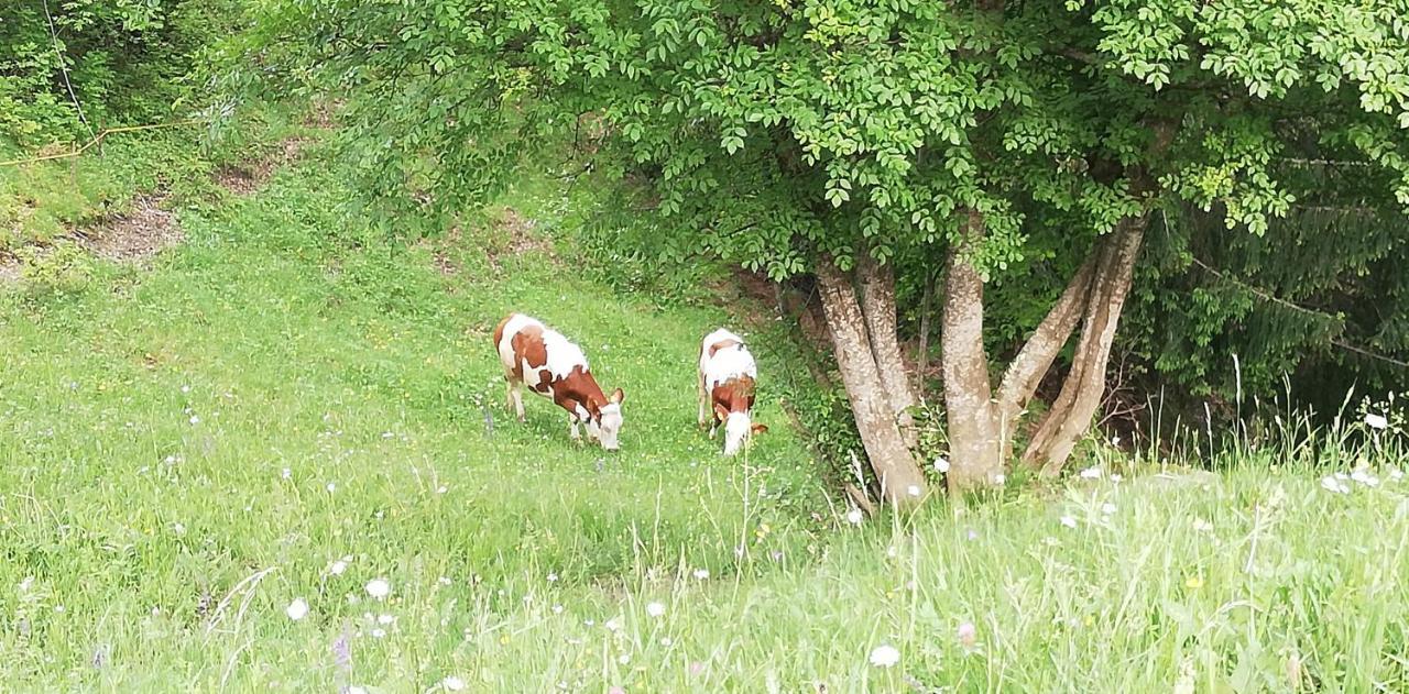 Agriturismo Ferienhof Gschloier (Adults Only) Lajen Zewnętrze zdjęcie